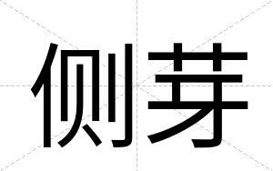 侧芽