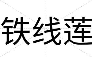 铁线莲