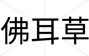 佛耳草