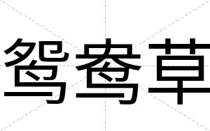 鸳鸯草