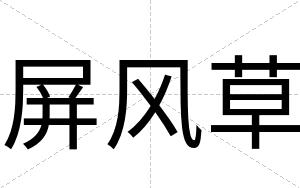 屏风草