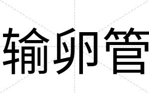 输卵管