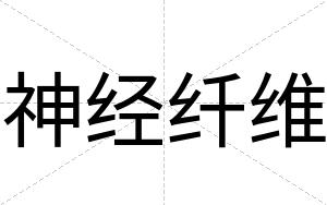 神经纤维