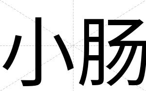 小肠