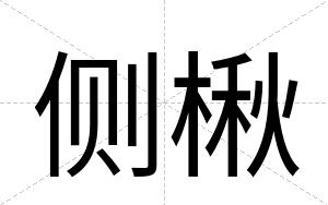 侧楸