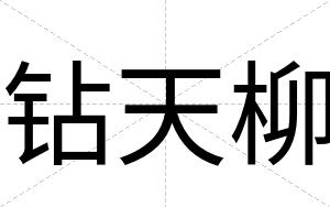 钻天柳