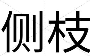 侧枝