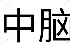 中脑